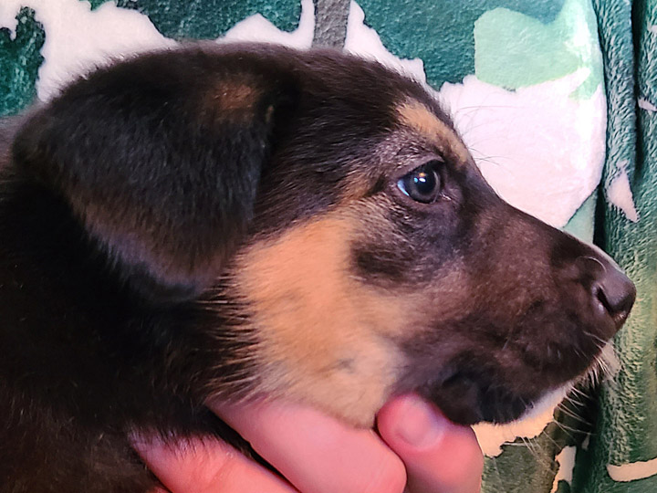 chinook puppy